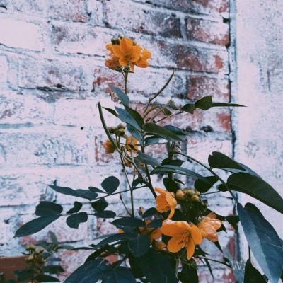 三国志吕布与貂蝉